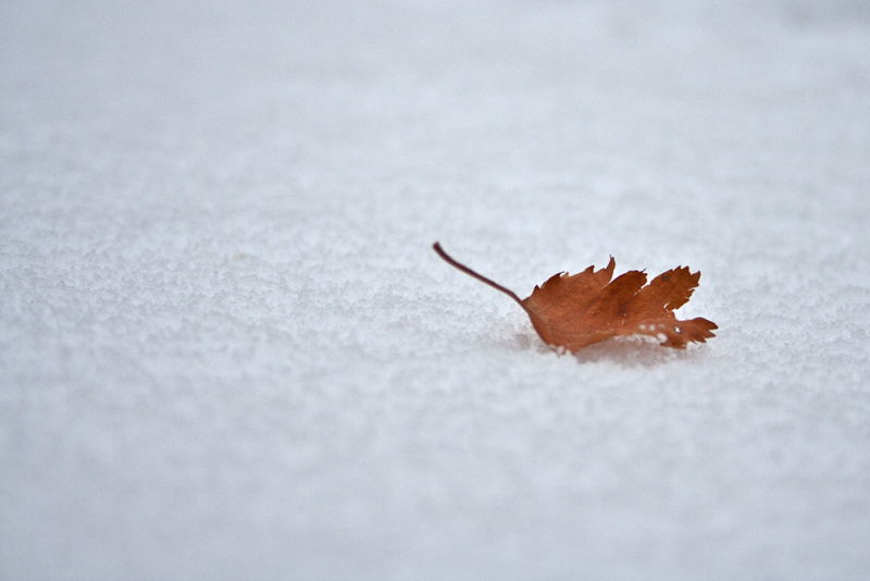 neve inverno folhas serraestrela covãodaametade