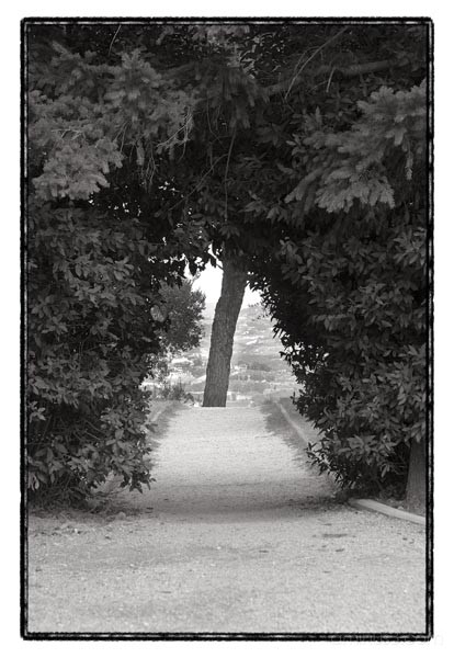 garden trees