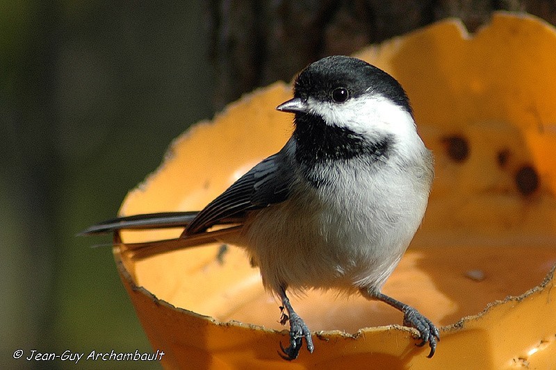 mésange