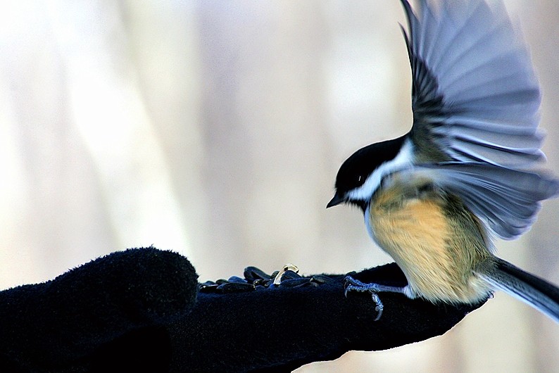 mésange - chickadee