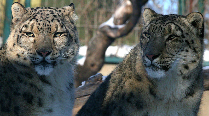 léopards des neiges - snow leopards