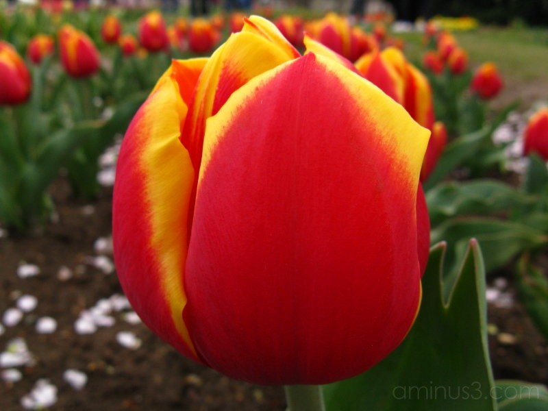 Bulbous