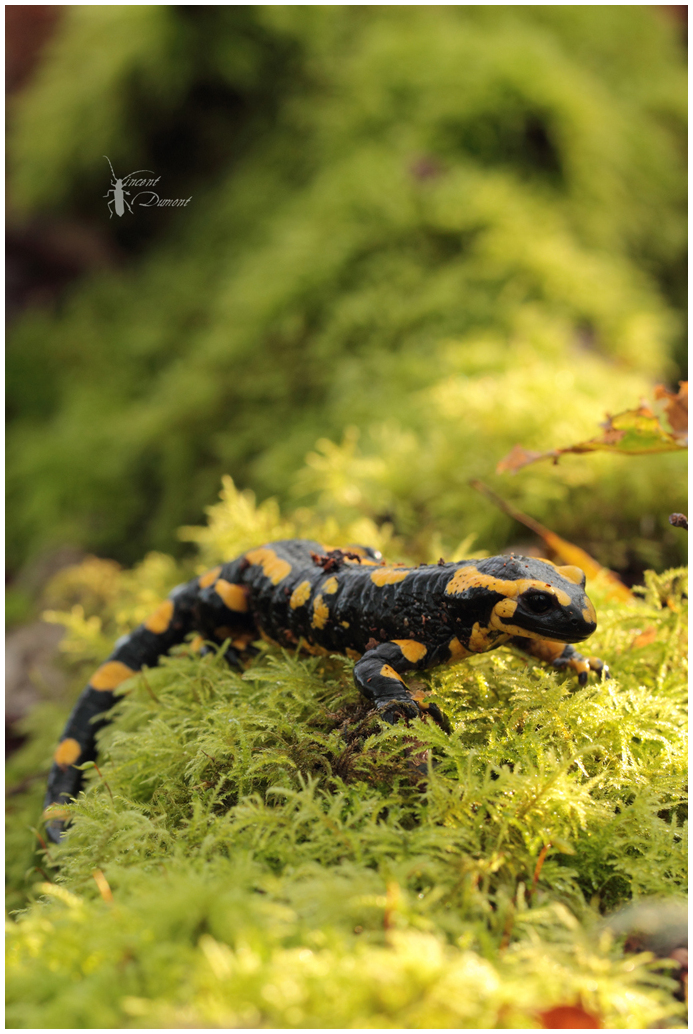 Salamandra