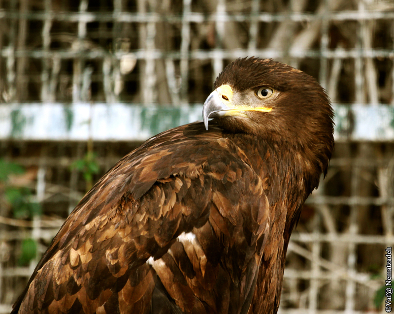 Majestic Eagle