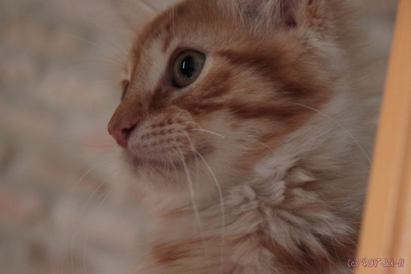 regard d