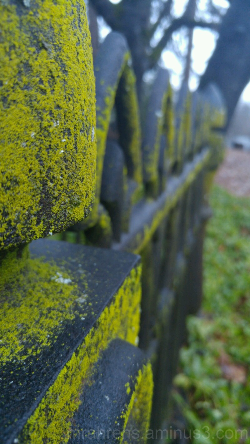 Old Cemetery Plot