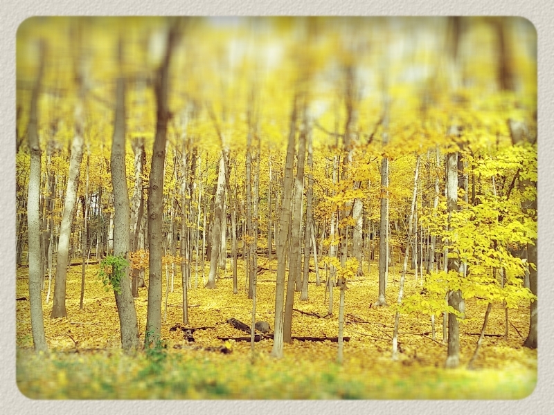 gadren yellow
